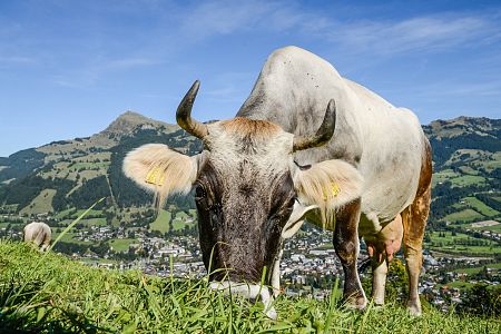 Blick vom Kitzbüheler Horn auf den Wilden Kaiser