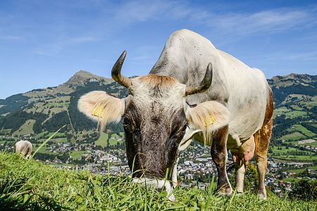 Erleben Sie die Tierwelt in den Kitzbüheler Bergen